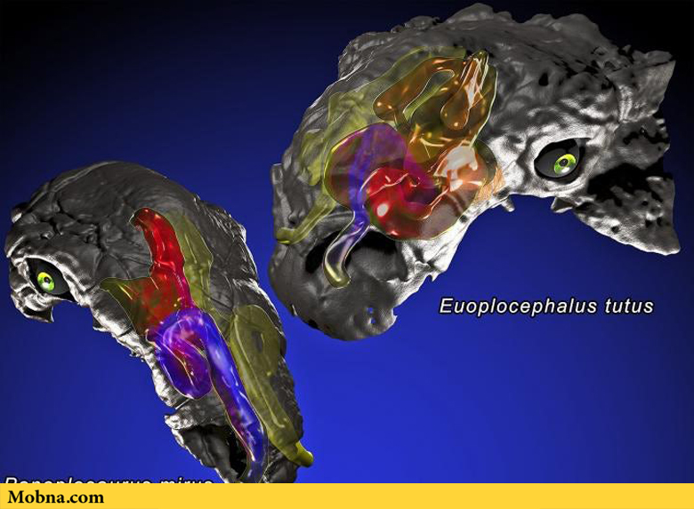 ankylosaurus nasal brain cooling 1
