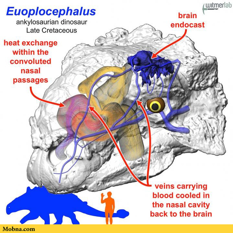 ankylosaurus nasal brain cooling 2