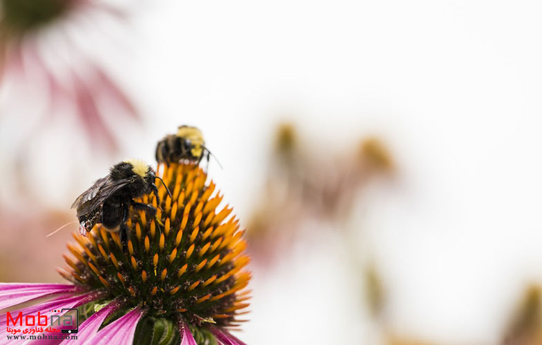وقتی زنبور عسل الکترونیکی می شود! (+فیلم و عکس)