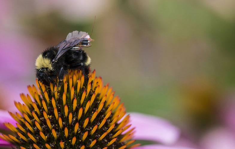 وقتی زنبور عسل الکترونیکی می شود! (+فیلم و عکس)