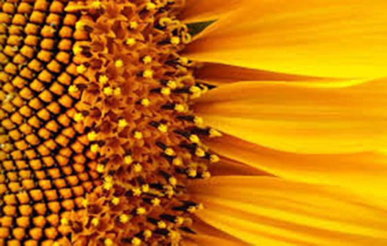 ابداع جایگزینی برای پنل خورشیدی با الهام از گل آفتابگردان (+عکس)