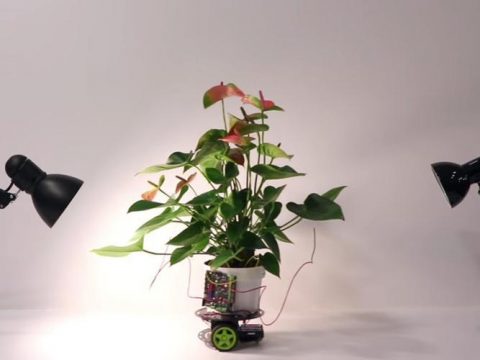 نخستین گیاه سایبورگ که به سمت نور می رود! (+فیلم)