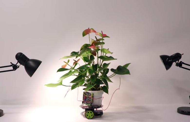 نخستین گیاه سایبورگ که به سمت نور می رود! (+فیلم)