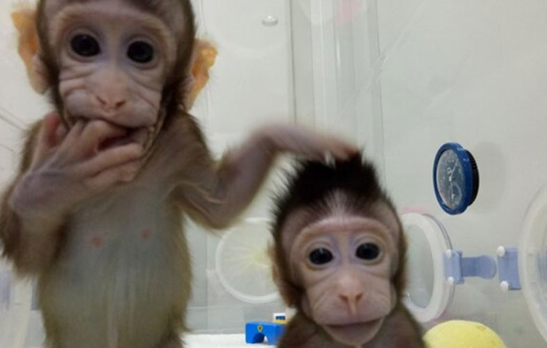 تولد ۵ میمون شبیه‌سازی‌شده در چین (+عکس)