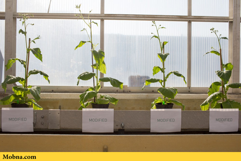 دانشمندان فرآیند فتوسنتز گیاهان را هم هک کردند (+عکس)