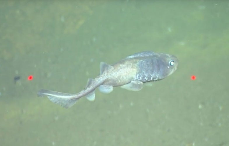کشف دو نوع ماهی که بدون اکسیژن زنده هستند (+فیلم و عکس)