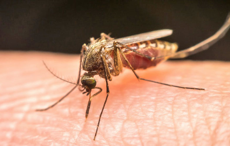 تشخیص سریع مالاریا از طریق بزاق دهان