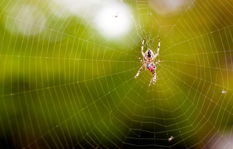 ساخت دقیق‌ترین میکروفون جهان به کمک تار عنکبوت (+عکس)