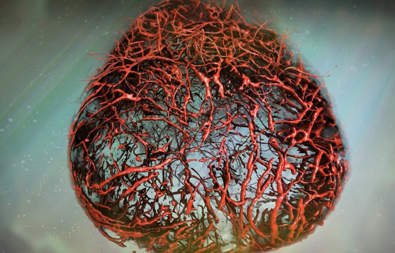 ساخت نخستین رگ‌های خونی بدن انسان در فضای آزمایشگاهی (+عکس)