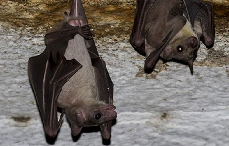 کشف ویروسی شبیه به ابولا در خفاش‌ها