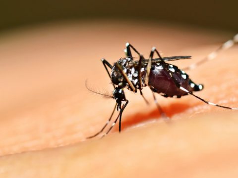 روش جالب برای سیری کاذب و جلوگیری از نیش زدن پشه‌ها !