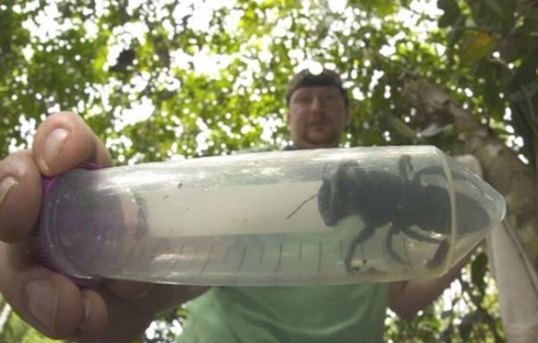 بزرگترین زنبور جهان دوباره کشف شد (+عکس)