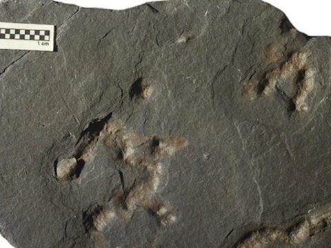 کشف قدیمی‌ترین موجود زنده زمین! (+عکس)