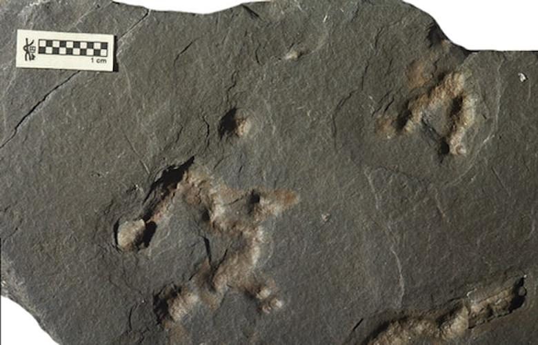 کشف قدیمی‌ترین موجود زنده زمین! (+عکس)