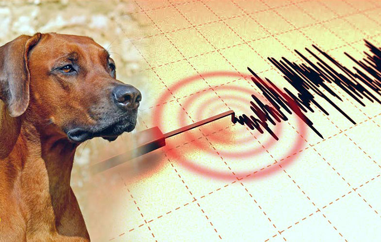 پیش بینی زلزله با حیوانات!(+عکس)
