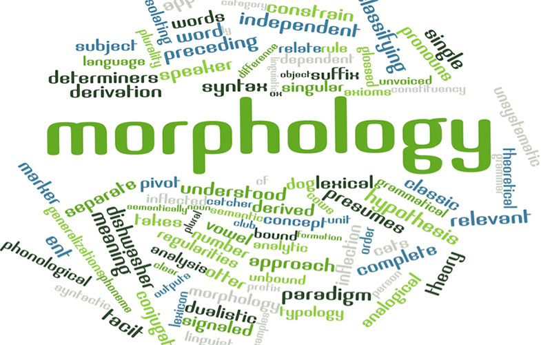 morphologyfest wordcloud