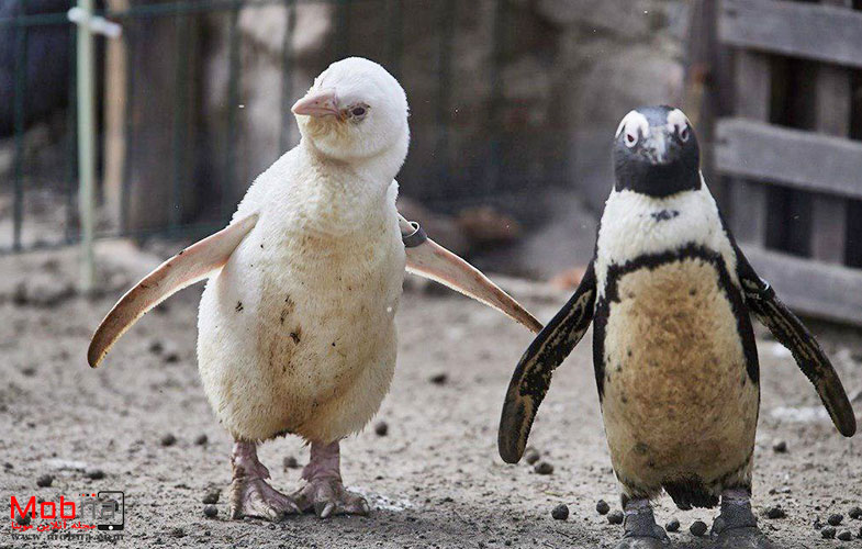 تنها پنگوئن کاملا سفید جهان