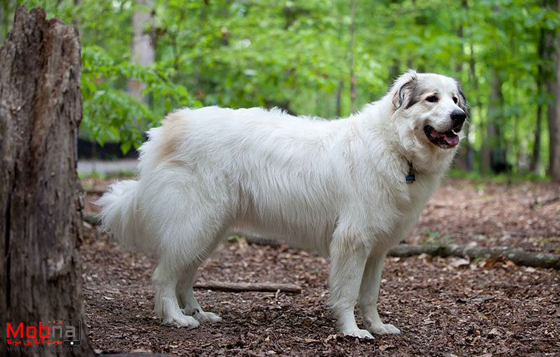 سگ کوهستان پیرنه؛ زیبا، قدرتمند و نوستالژیک! (+تصاویر)