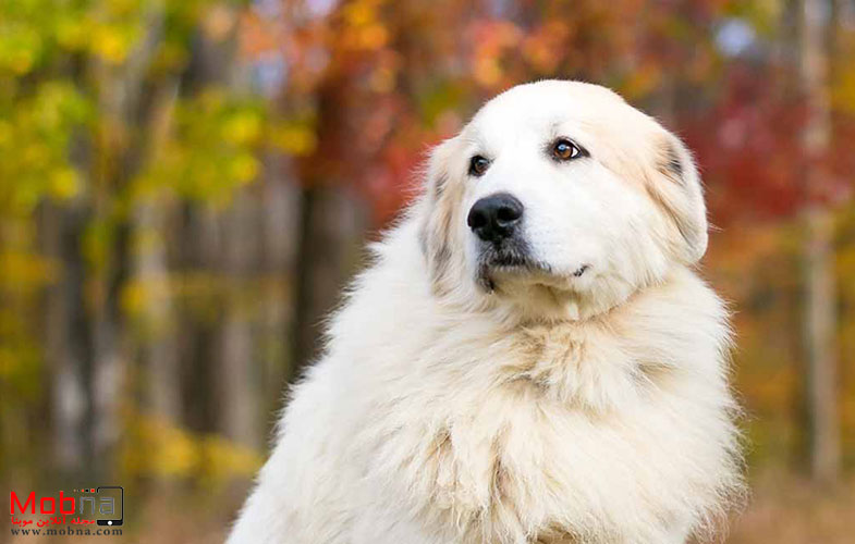 سگ کوهستان پیرنه؛ زیبا، قدرتمند و نوستالژیک! (+تصاویر)