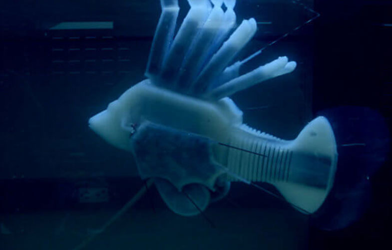 دانشمندان ماهی رباتیک ساختند (+فیلم و عکس)