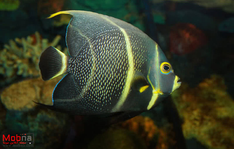 زیباترین ماهی‌ها از سرتاسر دنیا (+تصاویر)