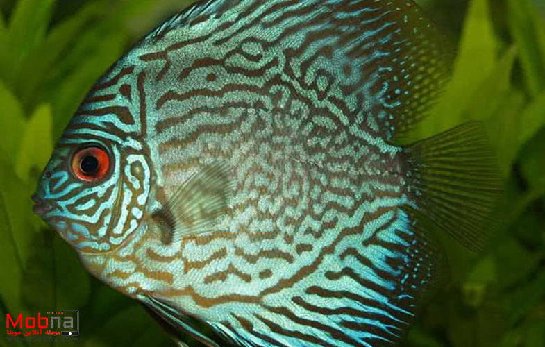 زیباترین ماهی‌ها از سرتاسر دنیا (+تصاویر)