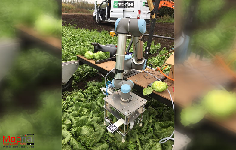 ورود ربات‌های کشاورز به مزرعه کاهو (+فیلم و عکس)