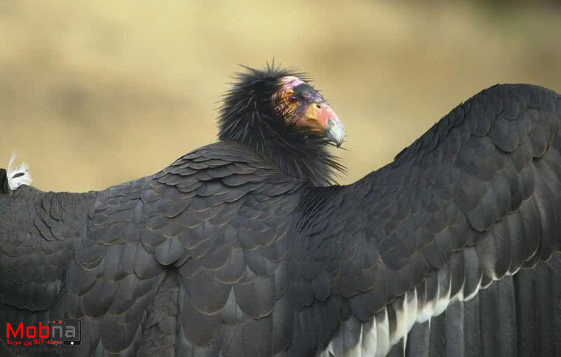 عجیب‌ترین پرنده‌های دنیا (+عکس)