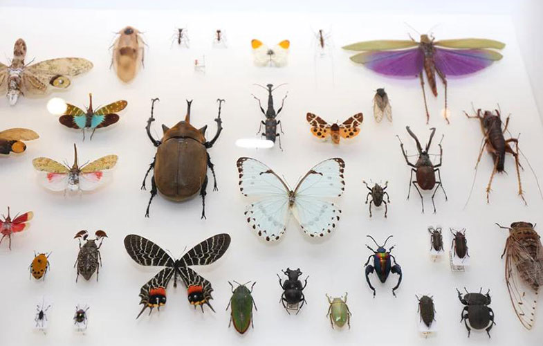وقتی حشرات تبدیل به ایده‌ای برای طراحی می‌شوند! (+تصاویر)