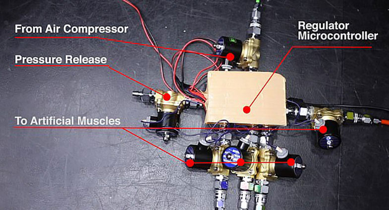 ساخت دُم رباتیک برای کمک به حفظ تعادل انسان (+فیلم و عکس)