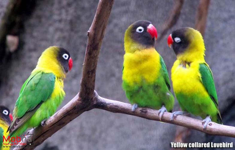 جشنواره رنگها در دنیای پرندگان (+تصاویر)