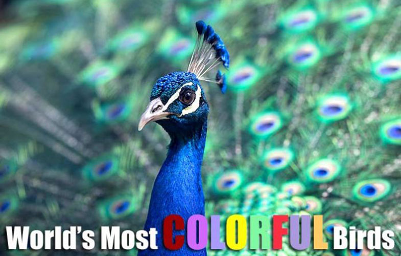 جشنواره رنگها در دنیای پرندگان (+تصاویر)