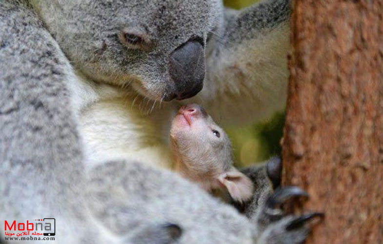 لحظات شیرین از بچه‌داری حیوانات (+تصاویر)