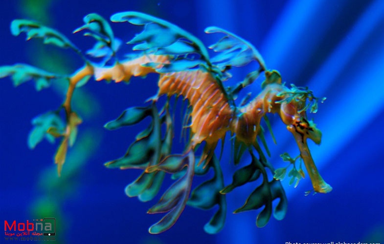 اژدهای دریایی برگی؛ سطان استتار در اقیانوس! (+فیلم و تصاویر)