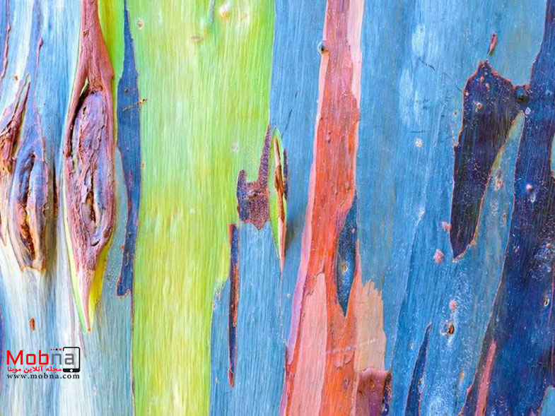 اکالیپتوس رنگین‌کمانی؛ عجیب ترین درخت جهان! (+تصاویر)