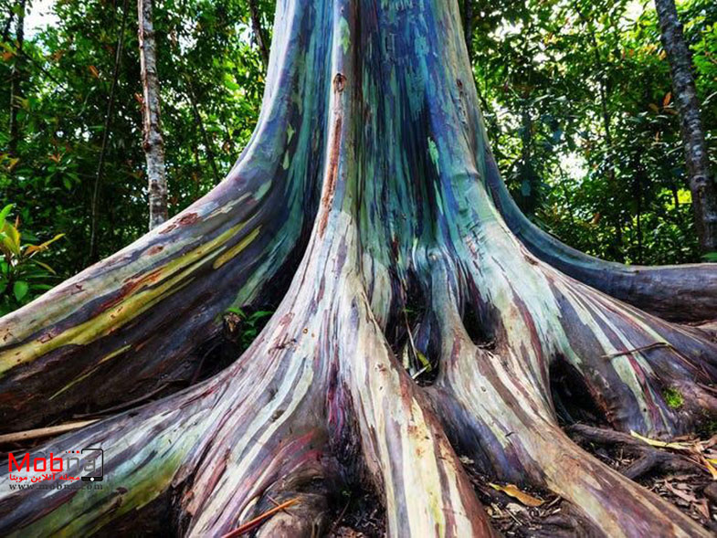 اکالیپتوس رنگین‌کمانی؛ عجیب ترین درخت جهان! (+تصاویر)