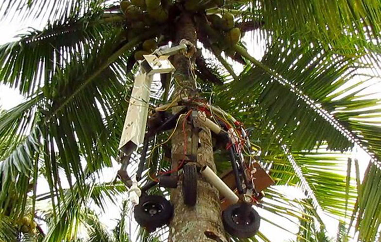 ربات هندی از درخت بالا می‌رود و نارگیل می‌چیند
