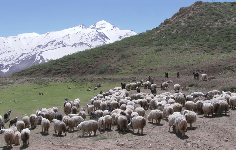 فروش گوسفند زنده به قیمت عمده فروشی
