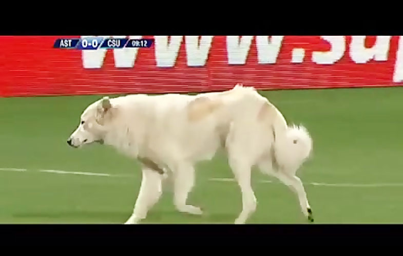 ورود سگ بازیگوش به زمین فوتبال در بولیوی (فیلم)