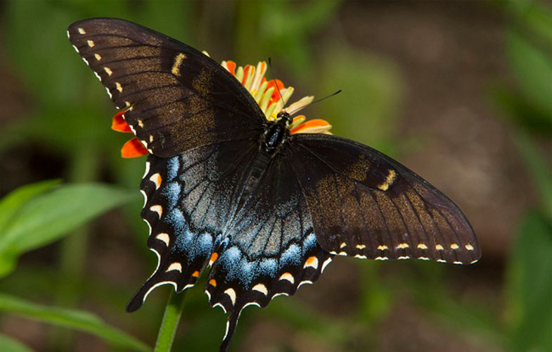پروانه دم چلچله ای؛ از یک کرم عجیب تا پرواز زیبایی! (+عکس و فیلم)