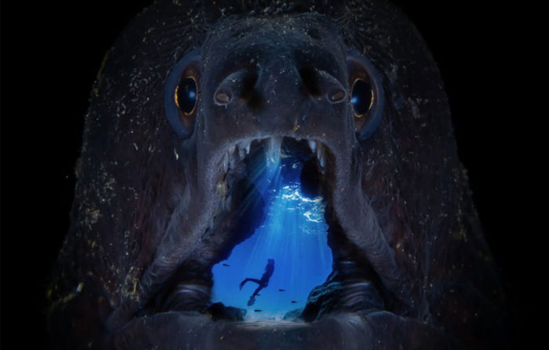 مسابقه عکس روز جهانی اقیانوس و نماهایی شگفت انگیز از حیات زیرآبی (+عکس)