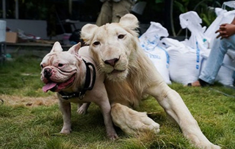 دوستی جالب میان حیوانات در طبیعت (عکس)