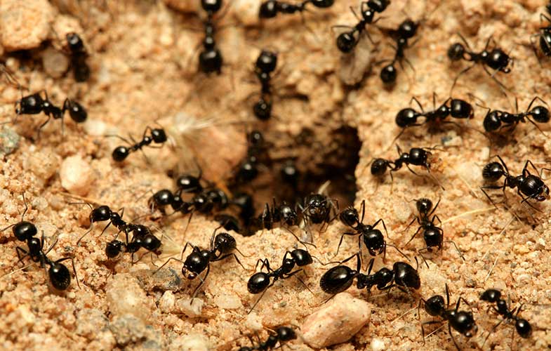 شهرهای زیرزمینی حاصل کار مهندسانی فوق حرفه‌ای به نام «مورچه» (+عکس)