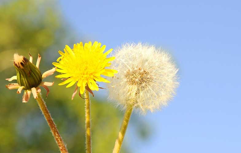 «گل قاصدک» از یک فوت برای آرزوها تا عملکرد قابل توجه به عنوان دارو! (+عکس)