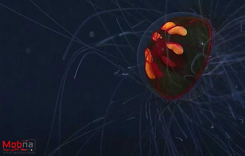 تماشای گونه‌ای نادر از عروس‌های دریایی (+فیلم و عکس)