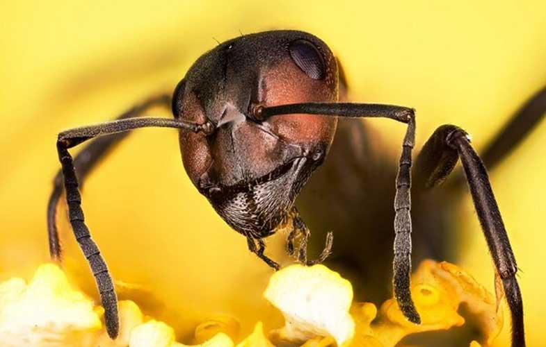 تشخیص سرطان در انسان با مورچه‌های آموزش دیده!