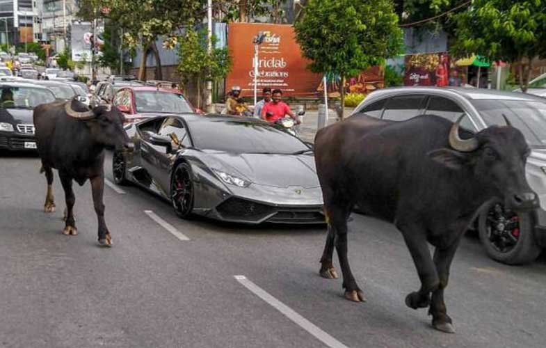 ملاقات متفاوت دو گاو در هند!