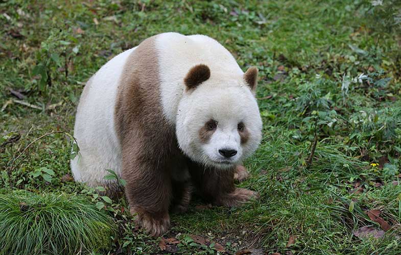 کیزای؛ خاص ترین خرس جهان!