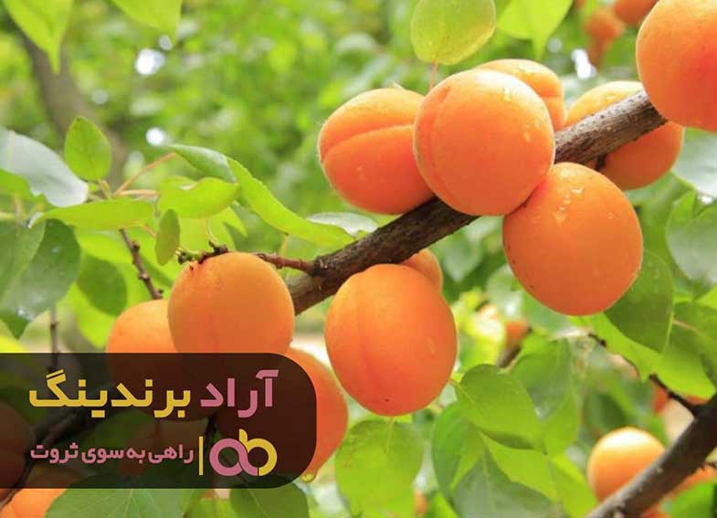 فروش نهال زرد آلو شیرین اصفهان