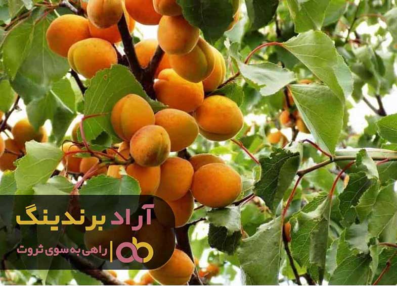 فروش نهال زرد آلو شیرین اصفهان
